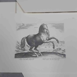 Giovanni Stradano Equile