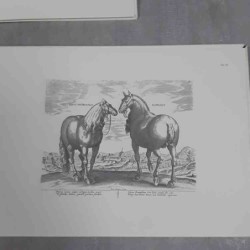 Giovanni Stradano Equile