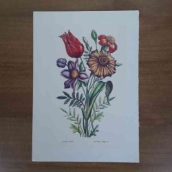 Jacobus De Rubeis fiori