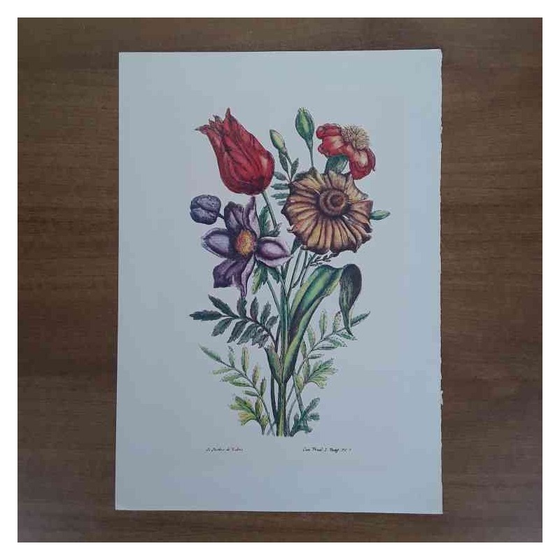 Jacobus De Rubeis fiori