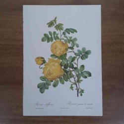 Rosa sulfurea Redoutè