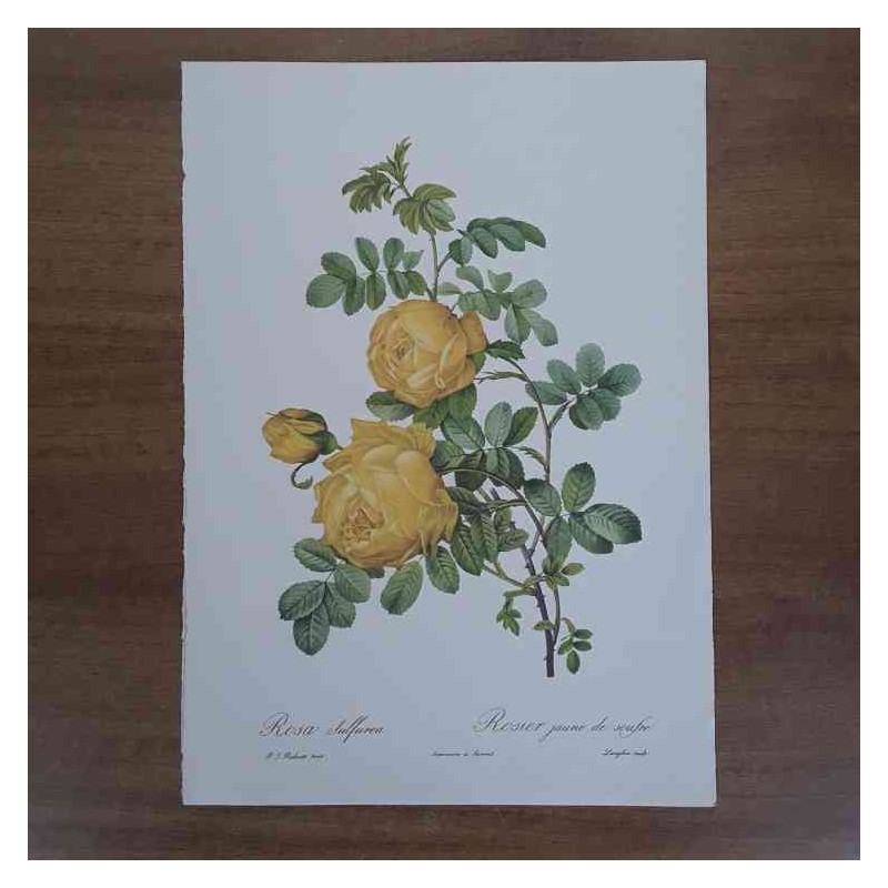 Rosa sulfurea Redoutè