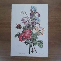 Prevost Iris rose narcisi