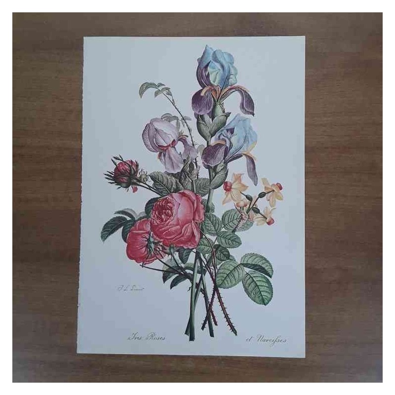 Prevost Iris rose narcisi