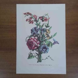 Jacobus De Rubeis fiori