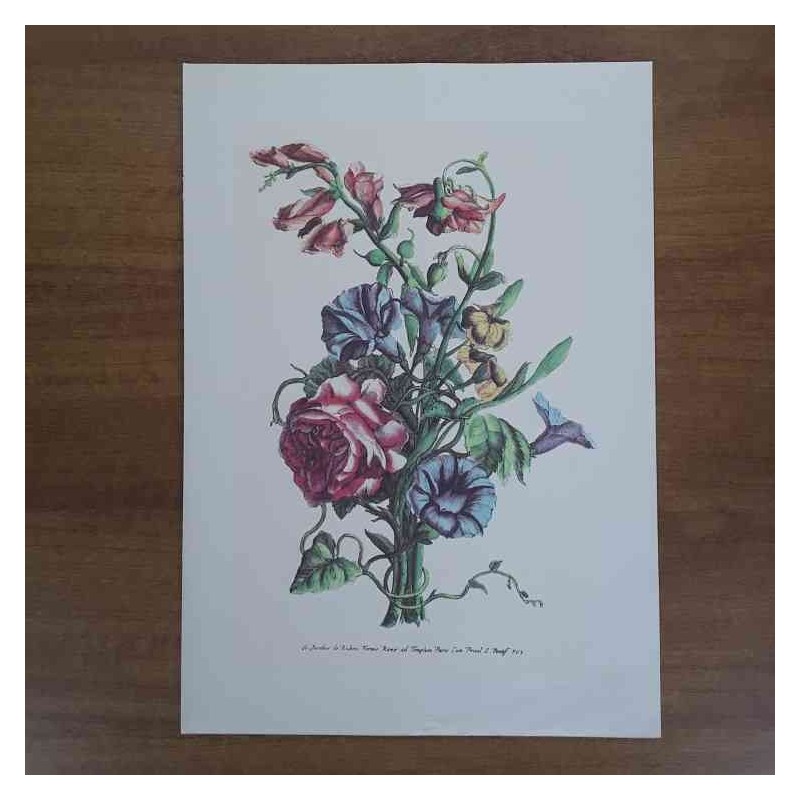 Jacobus De Rubeis fiori