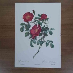 Redoutè rosa pumila