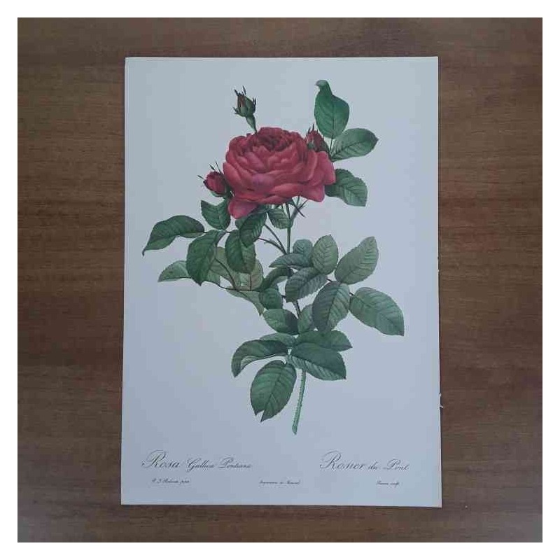 Redoutè rosa gallica pontiana