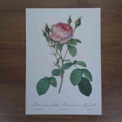 Redoutè rosa muscosa