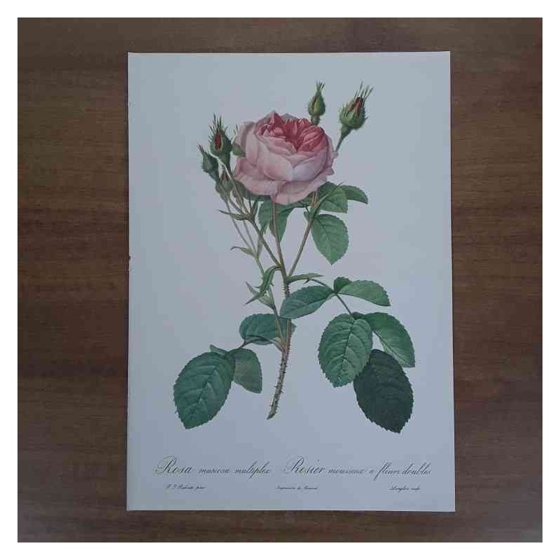 Redoutè rosa muscosa