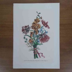 Jacobus De Rubeis fiori