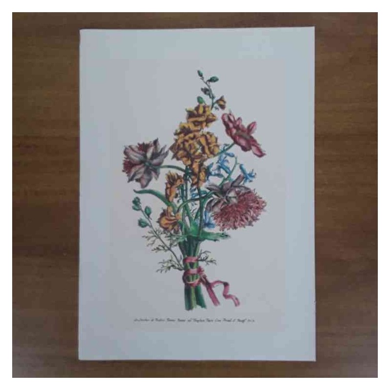 Jacobus De Rubeis fiori