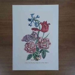 Jacobus De Rubeis fiori