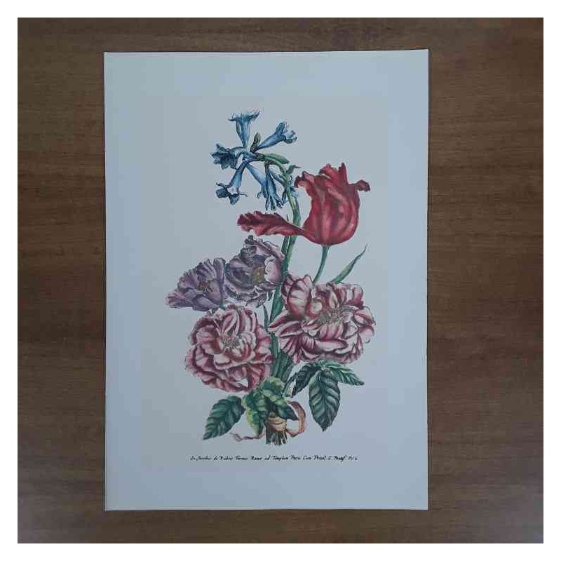 Jacobus De Rubeis fiori