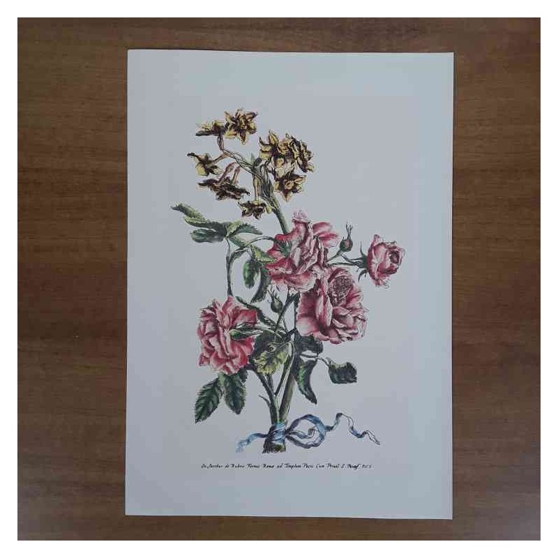 Jacobus De Rubeis fiori