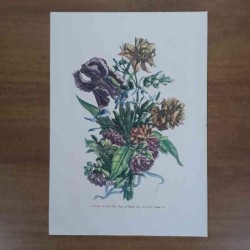 Jacobus De Rubeis fiori