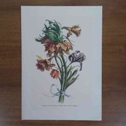 Jacobus De Rubeis fiori