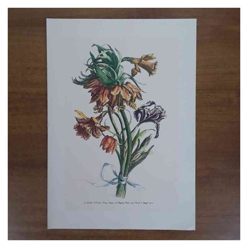 Jacobus De Rubeis fiori