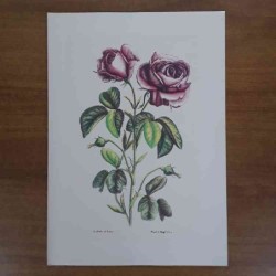 Jacobus De Rubeis fiori