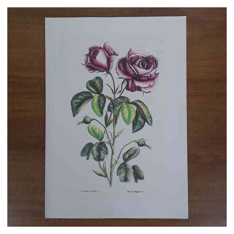 Jacobus De Rubeis fiori