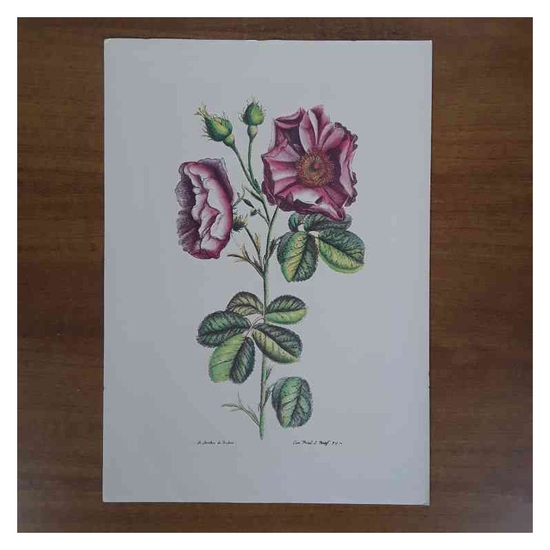 Jacobus De Rubeis fiori