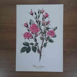 Anne Marie Trechslin rosa...