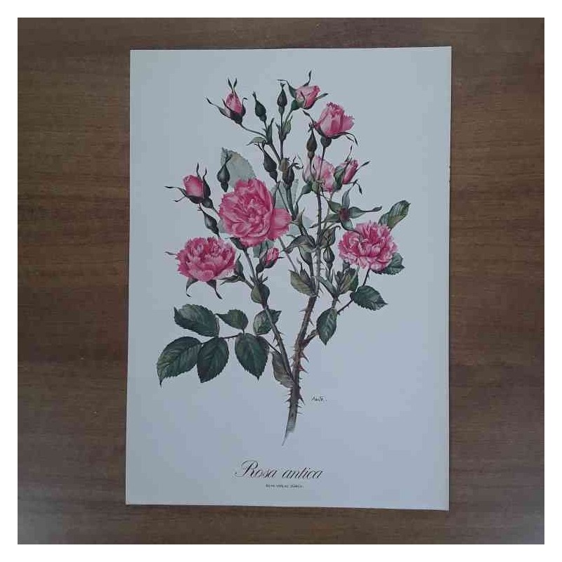 Anne Marie Trechslin rosa antica