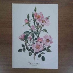 Anne Marie Trechslin rosa...