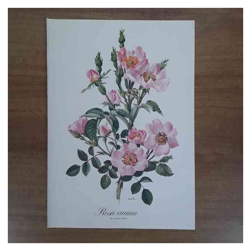 Anne Marie Trechslin rosa canina